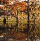 Bald cypress trees reflecting autumn colors in southern swamp, Caddo Lake, Texas. Art Print